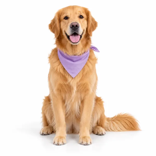 Photo of a golden retriever sitting with a purple bandana